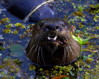 Otter Close-up in the Canal.jpg