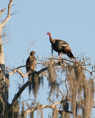 Turkey and Eagle in a Tree.jpg