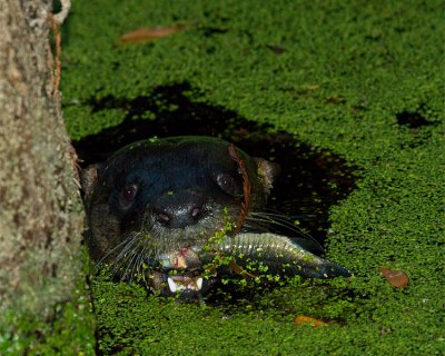 Otter in the Algae with a Mouthful.jpg