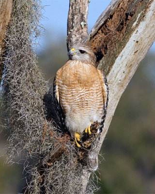 Red Shoulder Hawk Perched on Alligator Alley.jpg