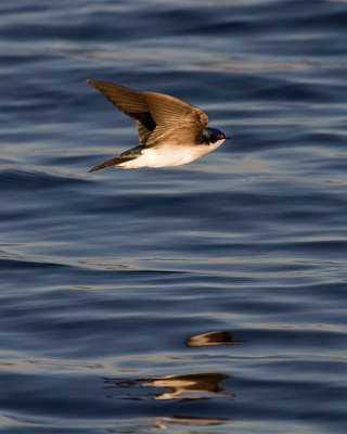 Tree Swallow Over the Lake.jpg