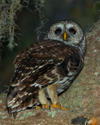 Barred Owl on Shady Oak 3.jpg
