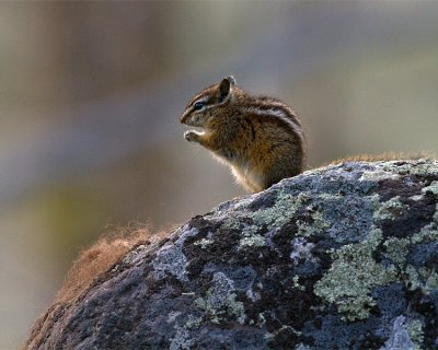 Chipmunk on a Rock.jpg