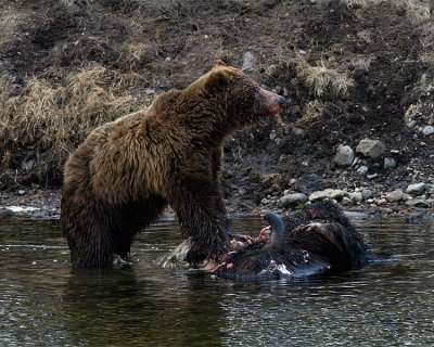 Second Grizzly at LeHardy Rapids Bison Carcass.jpg