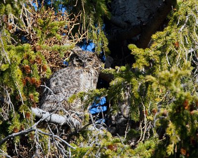 Great Horned Owl at Mammoth.jpg