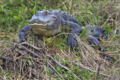 Gator Propped on a Stump 2.jpg