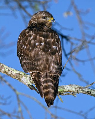 Red Shoulder Hawk on Marsh Rabbit Run.jpg