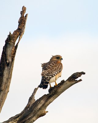 Red Shoulder Hawk on a Dead Tree.jpg