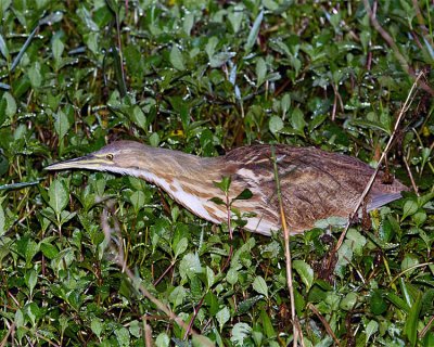 American Bittern in the Weeds.jpg