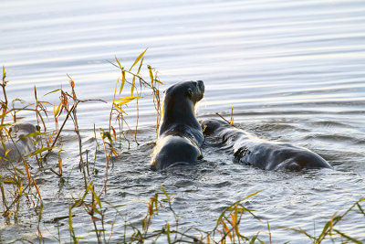 Otters in the Lake.jpg