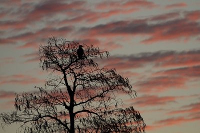 Eagle at Dawn.jpg