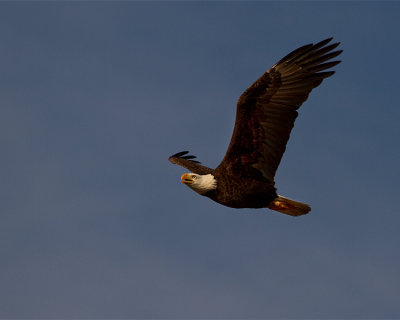 Eagle in Flight on Eagle Roost Way.jpg