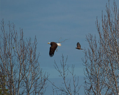 Bald Eagle Being Chased by a Red Shoulder Hawk.jpg