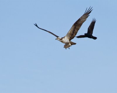 Osprey Being Chased by a Crow.jpg