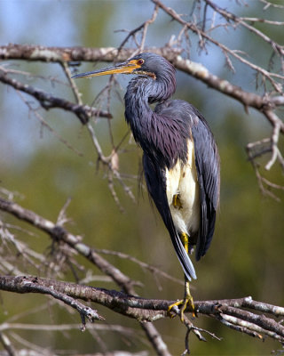 Tricolor Heron on Alligator Alley.jpg