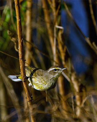 Palm Warbler.jpg