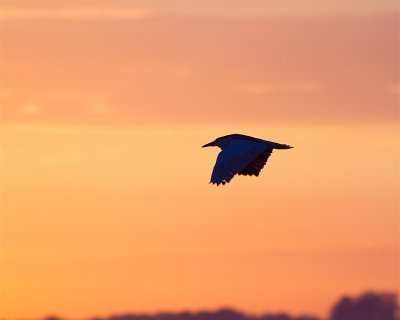 Black Crown Night Heron at Dawn.jpg