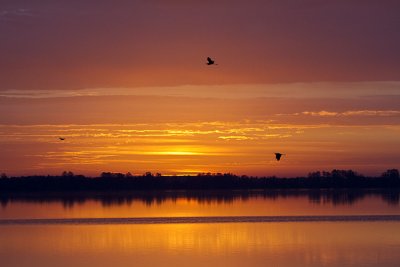 Herons at Dawn.jpg