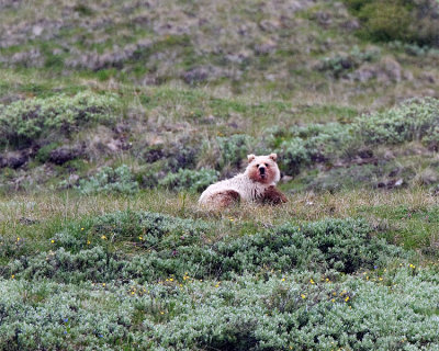Grizzly on the Hill.jpg