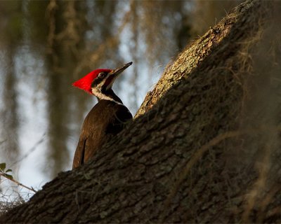 Pileated Woodpecker on a Branch.jpg