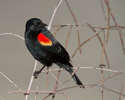Redwing Black Bird.jpg