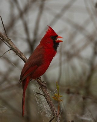 Cardinal on a Branch.jpg