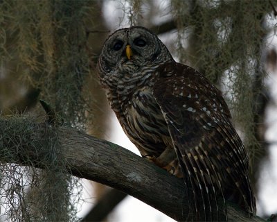 Barred Owl on a Branch on Alligator Alley 2.jpg