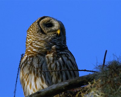 Barred Owl on the Treetop.jpg