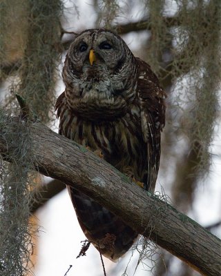 Barred Owl Vertical.jpg