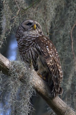 Barred Owl Looking Up.jpg