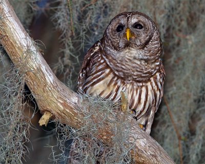 Barred Owl in the Moss 2.jpg