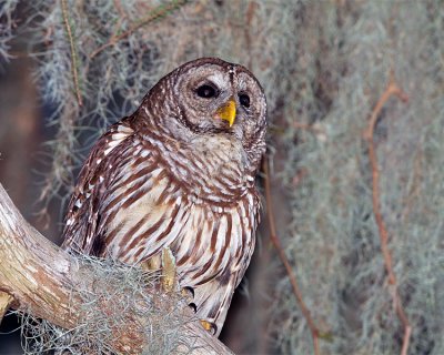 Barred Owl on Mossy Branch.jpg