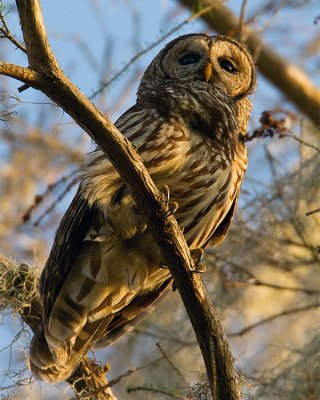 Barred Owl at Sunset Vertical.jpg
