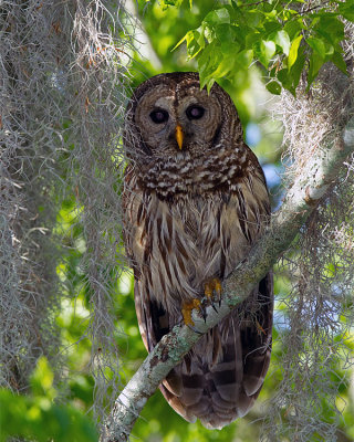 Barred Owl at Morning.jpg