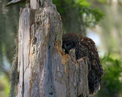 Momma Barred Owl on the Nest.jpg