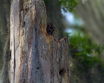 Barred Owl Mother in the Nest looking out.jpg