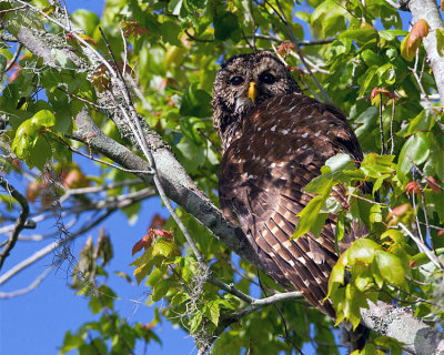 Barred Owl Momma in the Tree.jpg