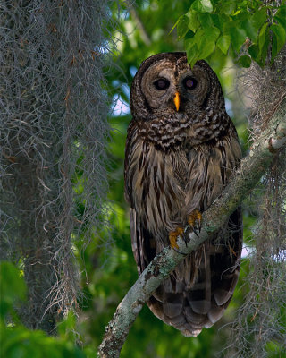 Barred Owl Male on a Branch.jpg