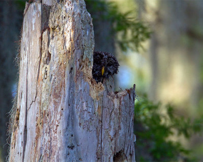 Barred Owl Momma Peeking Out from the Nest.jpg