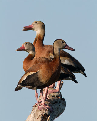 Whistling Ducks in a Row.jpg