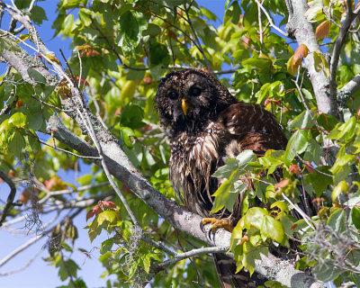 Barred Owl Momma in the tree on Allilgator Alley.jpg