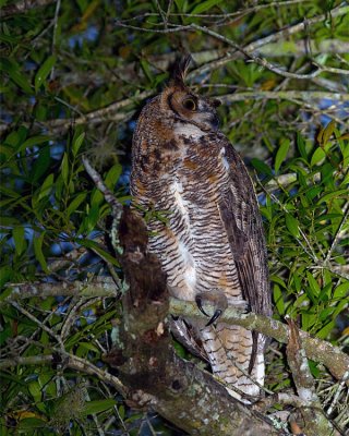 Great Horned Owl Looking to the Right.jpg