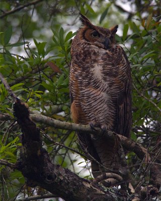 Great Horned Owl on the Entrance Road.jpg