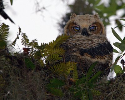 Great Horned Owl Chick on the Entrance Road.jpg