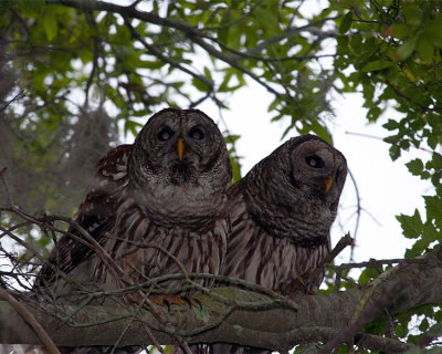 Dannys Shot of Male and Female Barred Owl.jpg