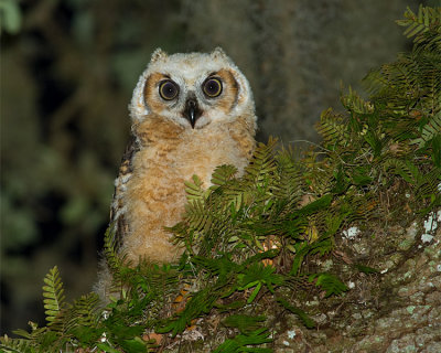 Great Horned Owl Fledgling.jpg