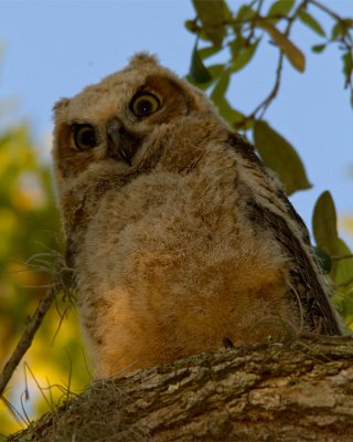 Great Horned Owl Fledgling on a Branch.jpg