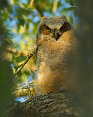 Great Horned Owl Fledgling in the Moss.jpg