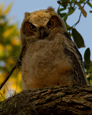 Great Horned Owl Fledgling Closeup.jpg