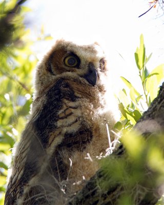 Great Horned Owl Chick in the Sun.jpg